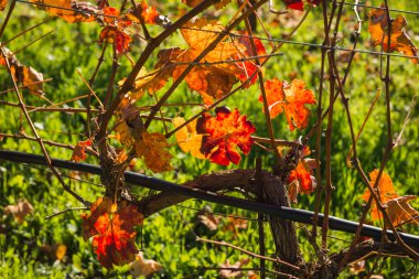 Peloponnese Yunanistan üzerinde parlak sarı turuncu sonbahar üzüm yaprakları