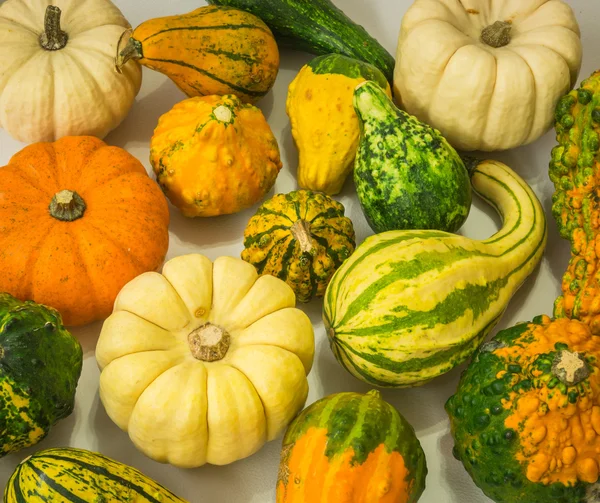 Dekoratif renkli mini kabaklar