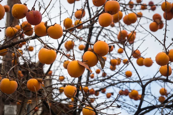 Apfel Kaki auf einem Baum Äste — Stockfoto