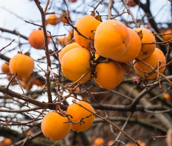 Apple persimmon on a tree branches — Stock Photo, Image
