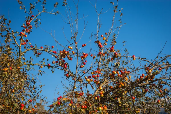 Apples on a tree branches — Stock Photo, Image