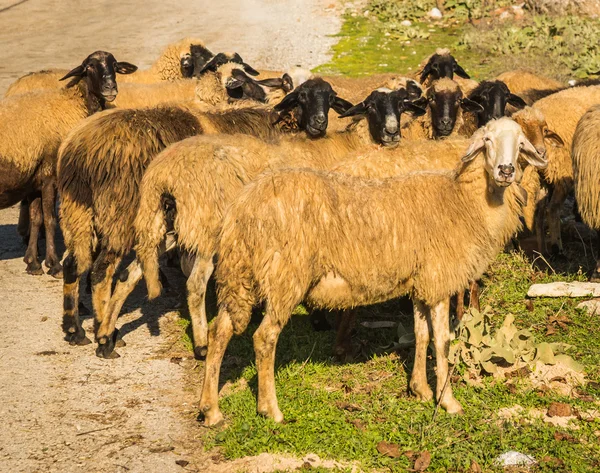 Mandria di pecore su una strada di montagna — Foto Stock