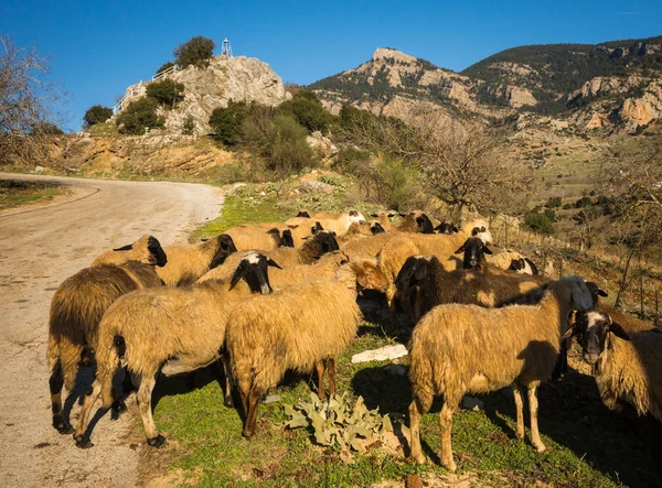 Mandria di pecore su una strada di montagna — Foto Stock