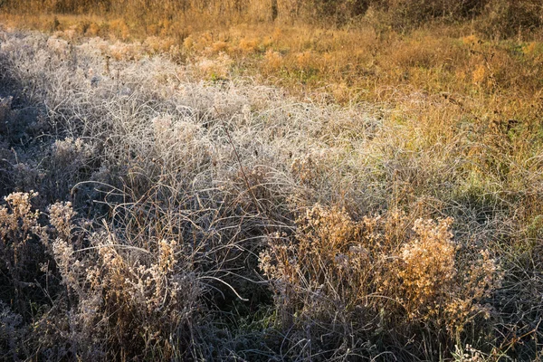 Gelo sull'erba la mattina presto — Foto Stock