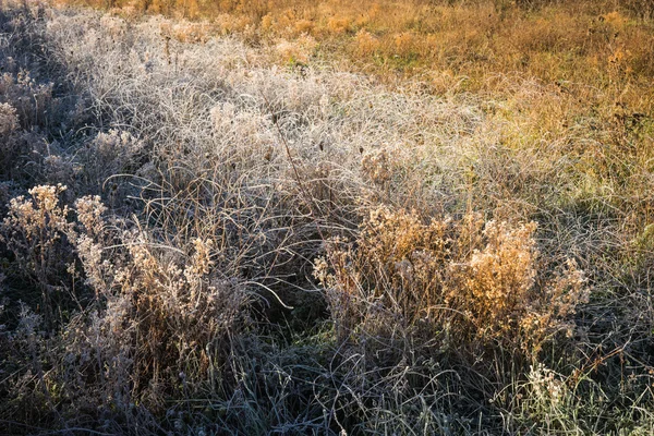 Frost auf dem Gras am frühen Morgen — Stockfoto