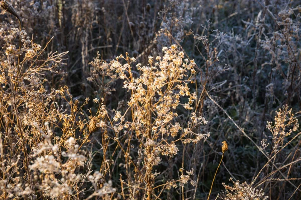 Frost auf dem Gras am frühen Morgen — Stockfoto