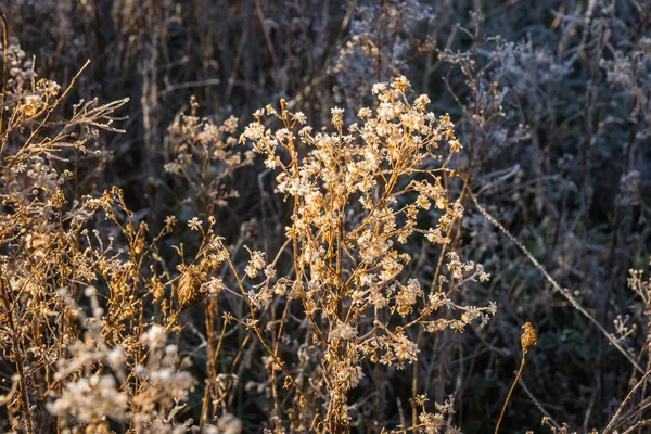 Frost auf dem Gras am frühen Morgen — Stockfoto