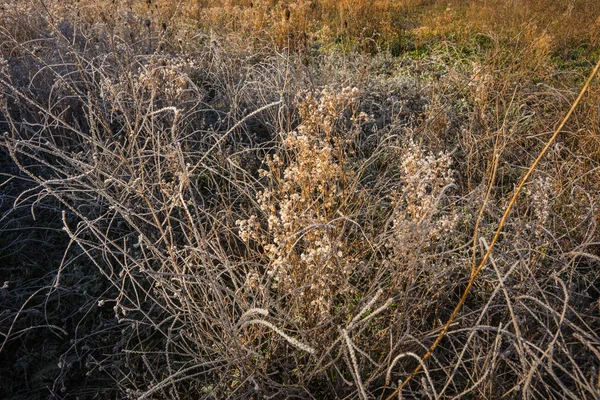 Frost sabahın erken saatlerinde çimenlerin üzerinde — Stok fotoğraf