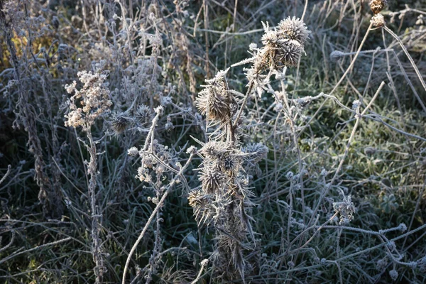 早朝の草の上の霜 — ストック写真