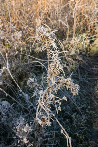 Vorst op het gras in de vroege ochtend — Stockfoto