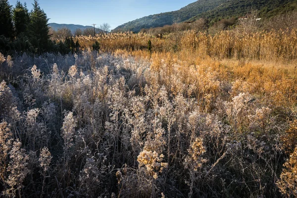 Froid sur l'herbe tôt le matin — Photo