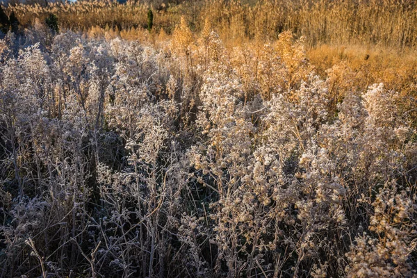 Gelo sull'erba la mattina presto — Foto Stock