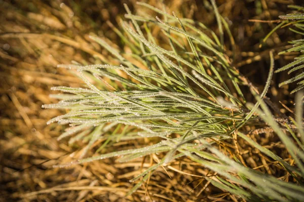 Frost sabahın erken saatlerinde çimenlerin üzerinde — Stok fotoğraf