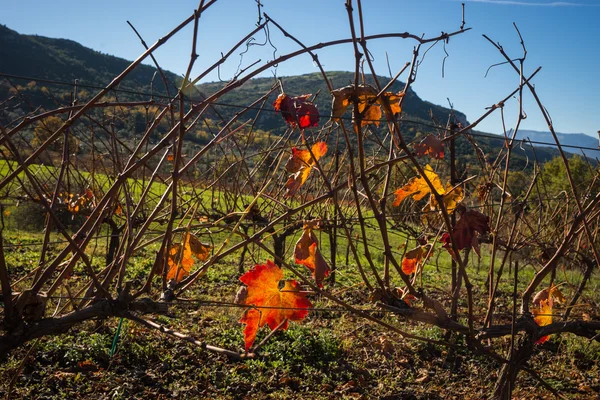 Helder geel oranje herfst druif verlaat op de Peloponnesos, Griekenland — Stockfoto