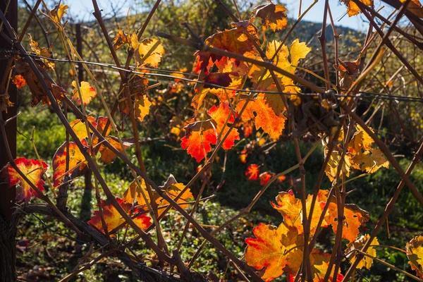 Feuilles de raisin d'automne orange-jaune vif sur la Grèce du Péloponnèse — Photo