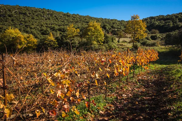 Folhas de uva de outono laranja amarelas brilhantes no Peloponeso Grécia — Fotografia de Stock