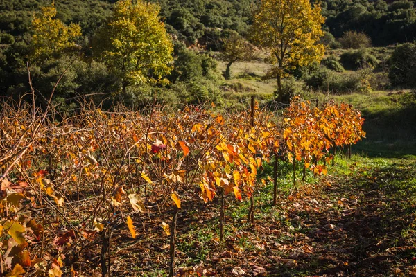 Feuilles de raisin d'automne orange-jaune vif sur la Grèce du Péloponnèse — Photo