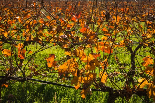 Feuilles de raisin d'automne orange-jaune vif sur la Grèce du Péloponnèse — Photo