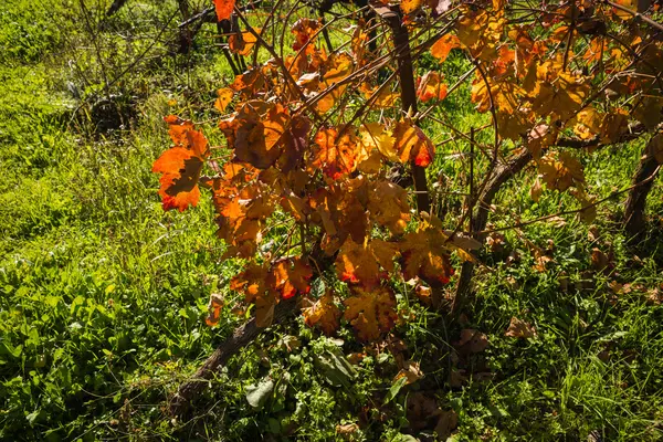 Folhas de uva de outono laranja amarelas brilhantes no Peloponeso Grécia — Fotografia de Stock