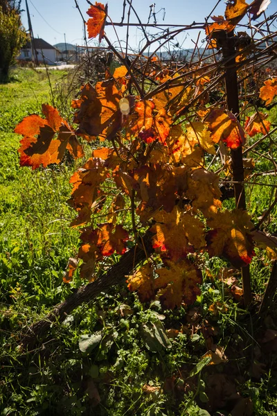 Helder geel oranje herfst druif verlaat op de Peloponnesos, Griekenland — Stockfoto