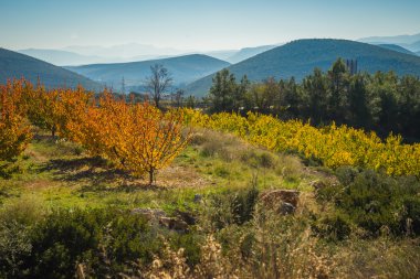 Meyve ağaçları sonbaharda bir yamaca Peloponnese, Yunanistan