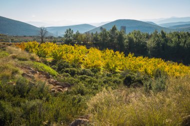 Meyve ağaçları sonbaharda bir yamaca Peloponnese, Yunanistan