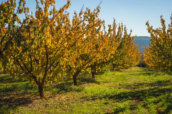 Arbres fruitiers en automne sur une colline du Péloponnèse, Grèce — Photo