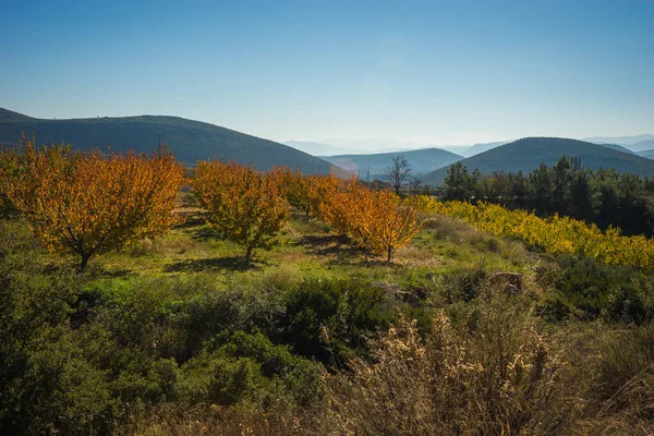 Meyve ağaçları sonbaharda bir yamaca Peloponnese, Yunanistan — Stok fotoğraf