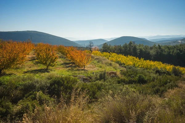 Arbres fruitiers en automne sur une colline du Péloponnèse, Grèce — Photo