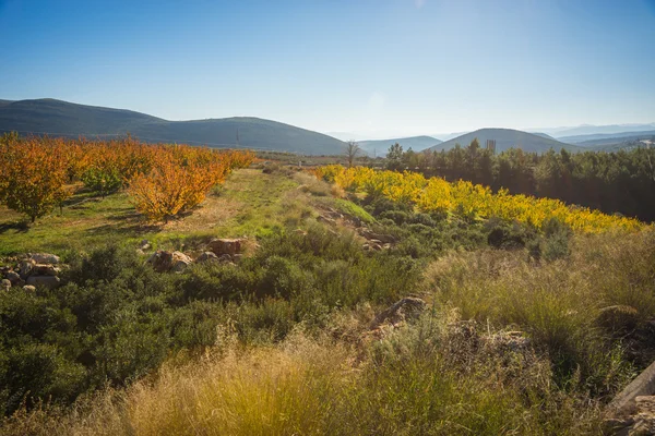 Meyve ağaçları sonbaharda bir yamaca Peloponnese, Yunanistan — Stok fotoğraf