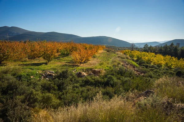 Meyve ağaçları sonbaharda bir yamaca Peloponnese, Yunanistan — Stok fotoğraf