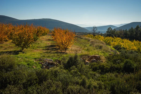 Meyve ağaçları sonbaharda bir yamaca Peloponnese, Yunanistan — Stok fotoğraf