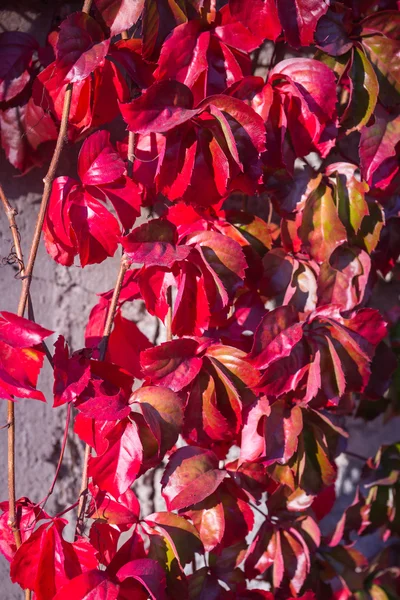 Herbstblätter, mädchenhafte Trauben — Stockfoto