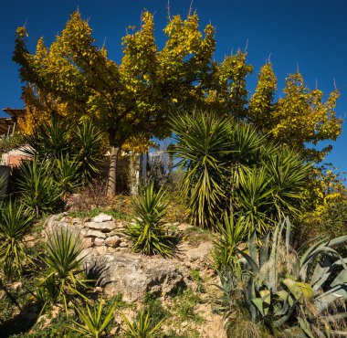 Güzel sonbahar ağaçlar ve çalılar üzerinde Yunanistan Peloponnese