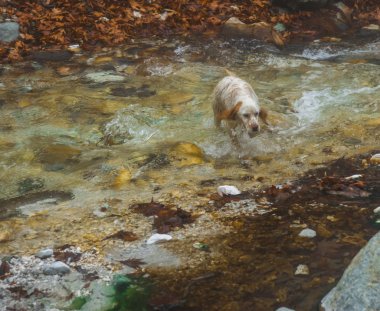 Köpek renkli taşlar ve Kaplıcalar Loutra Poz içinde bir nehir