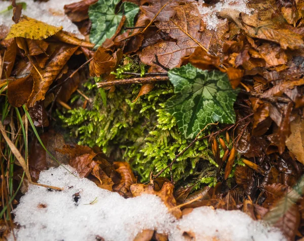 Žluté podzimní listí a sněhu a zelené svlačec — Stock fotografie