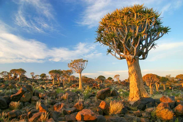 Skogen Vid Quiver Tree Namibia — Stockfoto