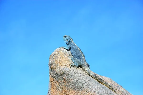 Lizard Looking Sky Namib Desert Africa — Stock Photo, Image