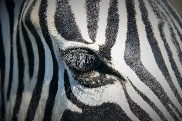 Eye Wild Zebra Nationaal Park Etosha Namibië — Stockfoto