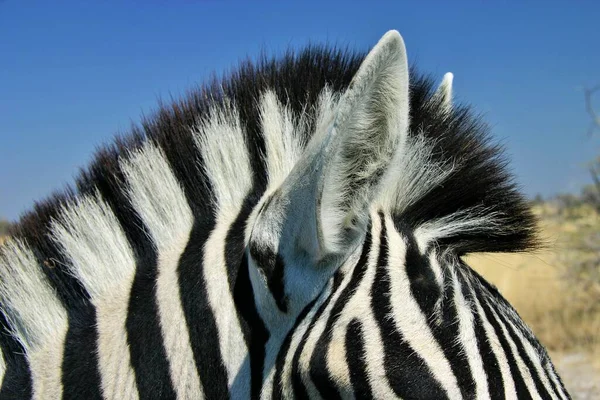 Mane Wild Zebra Park Narodowy Etosha Namibia — Zdjęcie stockowe