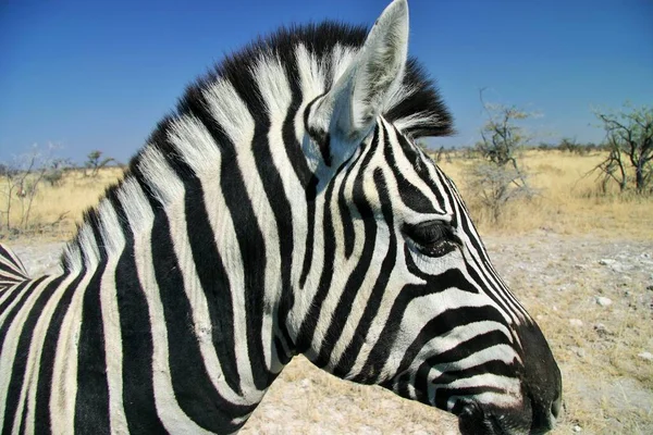 Profil Dzikiej Zebry Park Narodowy Etosha Namibia — Zdjęcie stockowe