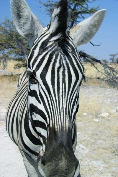 Etosha Ulusal Parkı Namibya Vahşi Zebra Kafası — Stok fotoğraf