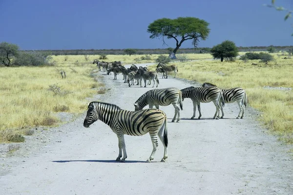 Zebre Selvagge Nel Parco Nazionale Etosha Namibia — Foto Stock