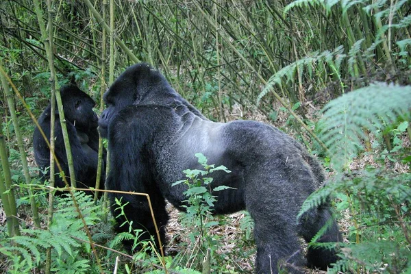 Gorilles Des Montagnes Sauvages Dans Forêt Rwanda — Photo