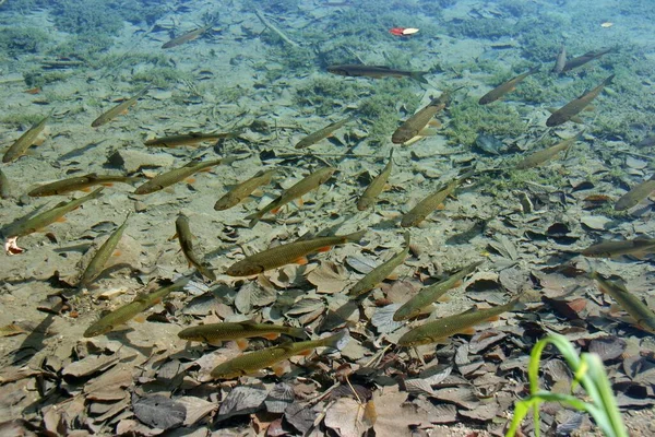 Una Scuola Pesce Nelle Limpide Acque Del Parco Nazionale Dei — Foto Stock