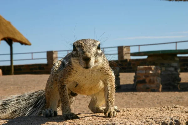 Cape ground squirrel in the Fish River Canyon