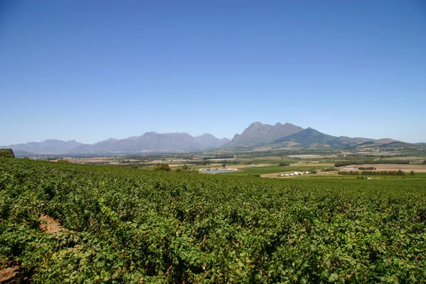 Pohled Farmu Vinařství Stellenbosch Jižní Afrika — Stock fotografie