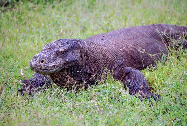 Lagarto Más Grande Tierra Dragón Komodo —  Fotos de Stock