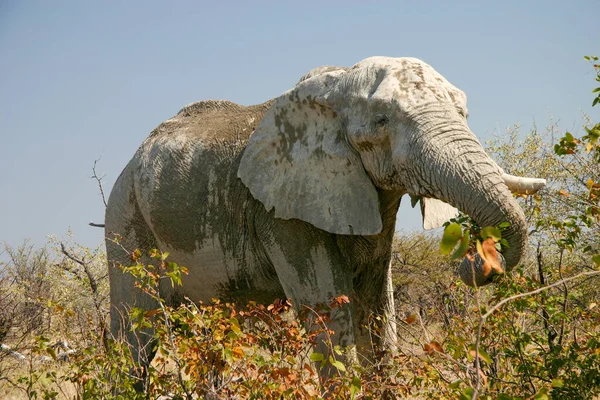 Éléphant Solitaire Âgé Mange Des Feuilles Dans Parc National Etosha — Photo