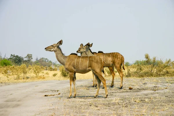 Kobieta Większa Kudus Central Kalahari Game Reserve — Zdjęcie stockowe